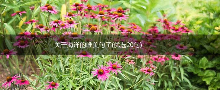 关于海洋的唯美句子(优选20句),第1张