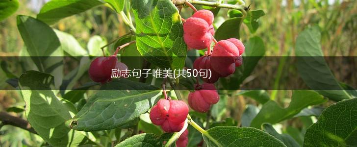 励志句子唯美(共50句),第1张