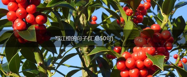 写江橙的句子(汇总50句),第1张