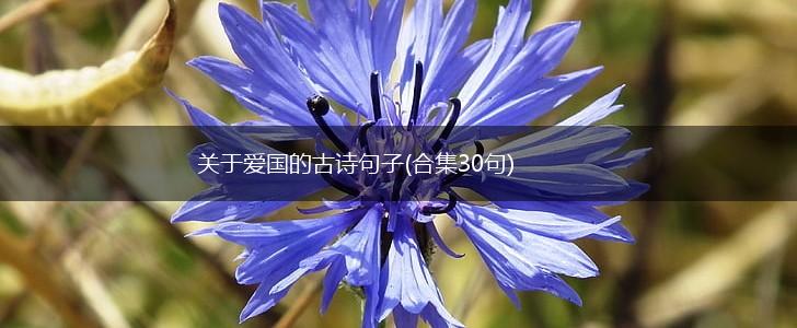 关于爱国的古诗句子(合集30句),第1张