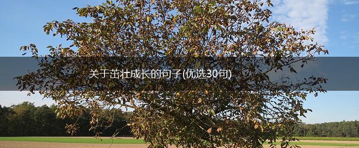 关于茁壮成长的句子(优选30句),第1张