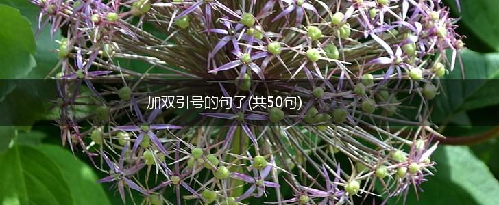 加双引号的句子(共50句),第1张