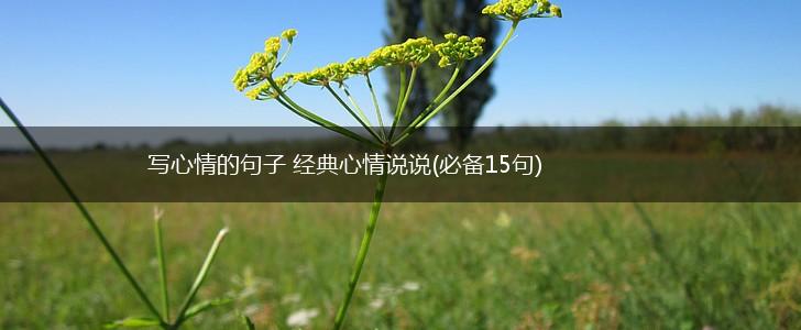 写心情的句子 经典心情说说(必备15句),第1张