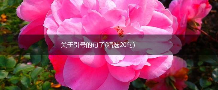 关于引号的句子(精选20句),第1张
