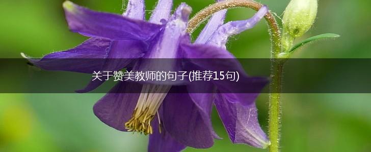 关于赞美教师的句子(推荐15句),第1张