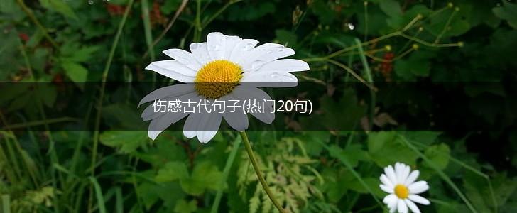 伤感古代句子(热门20句),第1张