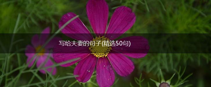 写给夫妻的句子(精选50句),第1张