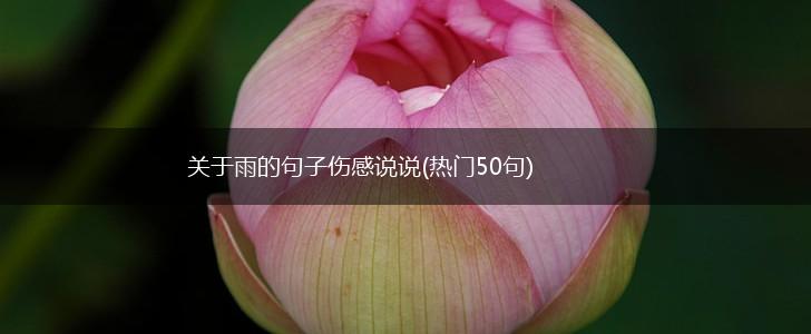 关于雨的句子伤感说说(热门50句),第1张