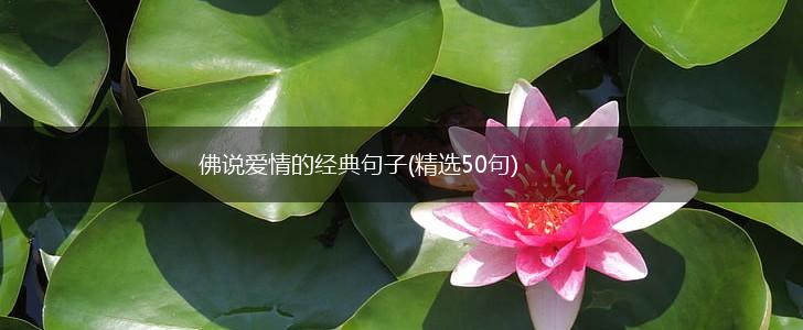 佛说爱情的经典句子(精选50句),第1张