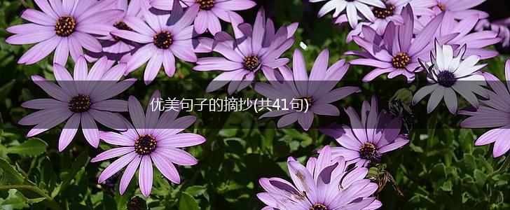 优美句子的摘抄(共41句),第1张