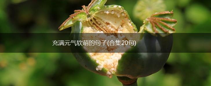 充满元气软萌的句子(合集20句),第1张