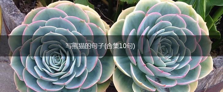 写熊猫的句子(合集10句),第1张
