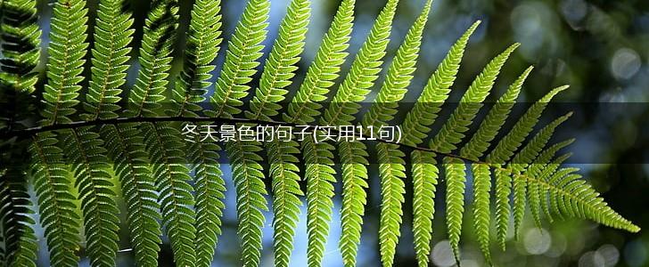 冬天景色的句子(实用11句),第1张