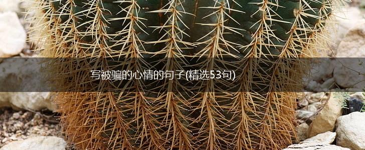 写被骗的心情的句子(精选53句),第1张