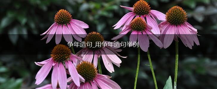 争年造句_用争年造句举例,第1张
