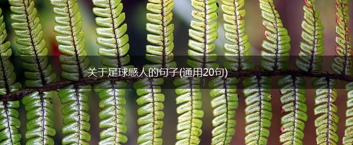 关于足球感人的句子(通用20句),第1张