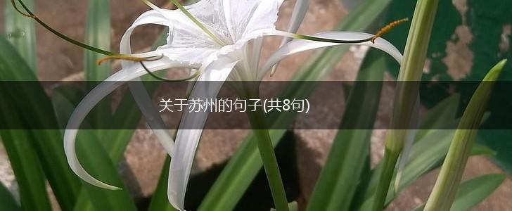 关于苏州的句子(共8句),第1张