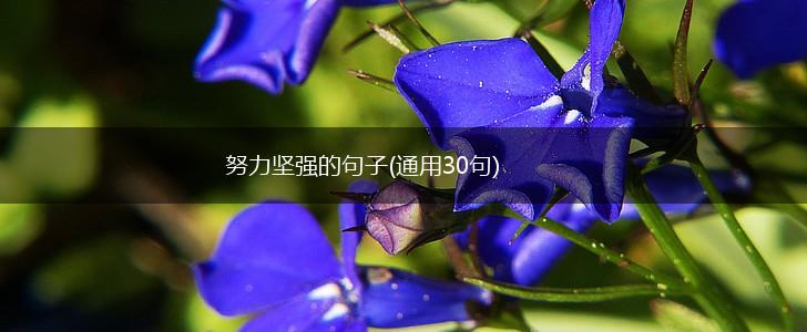 努力坚强的句子(通用30句),第1张