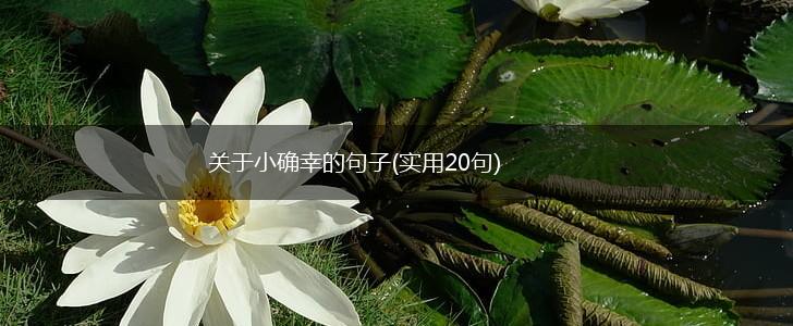 关于小确幸的句子(实用20句),第1张