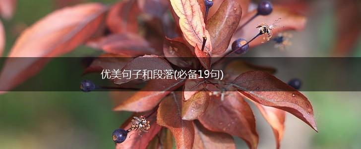 优美句子和段落(必备19句),第1张