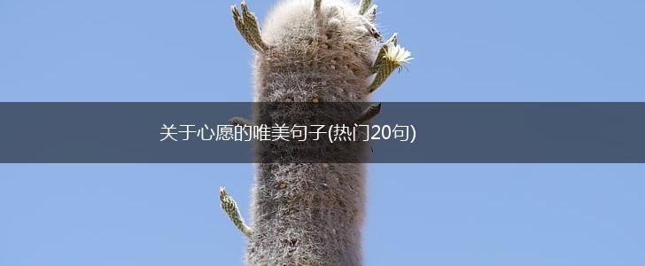 关于心愿的唯美句子(热门20句),第1张