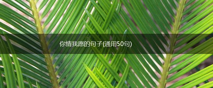 你情我愿的句子(通用50句),第1张