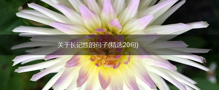 关于长记性的句子(精选20句),第1张