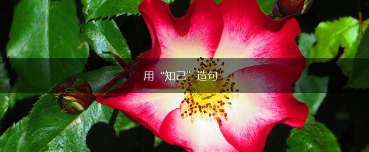 用“知己”造句,第1张