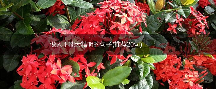 做人不能太精明的句子(推荐20句),第1张