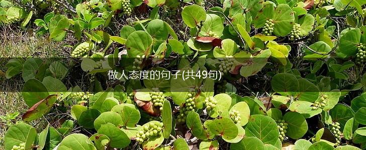 做人态度的句子(共49句),第1张