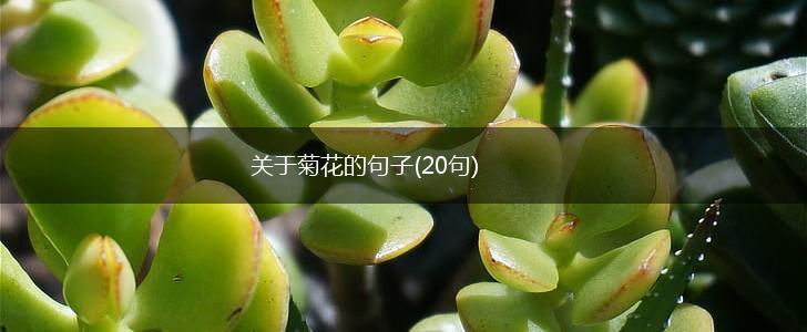 关于菊花的句子(20句),第1张