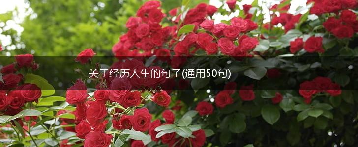 关于经历人生的句子(通用50句),第1张