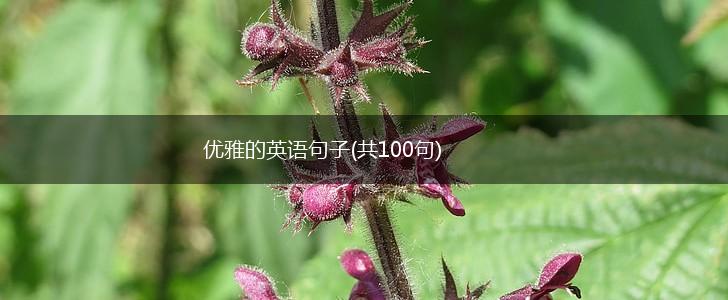 优雅的英语句子(共100句),第1张