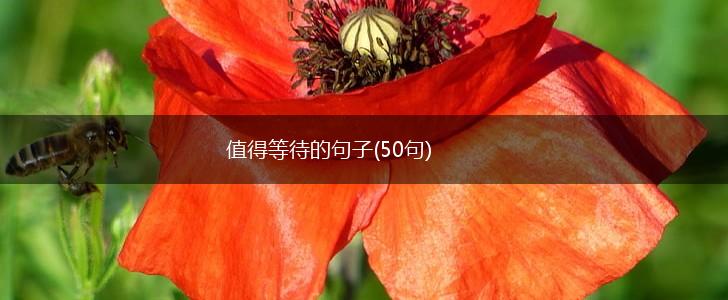 值得等待的句子(50句),第1张