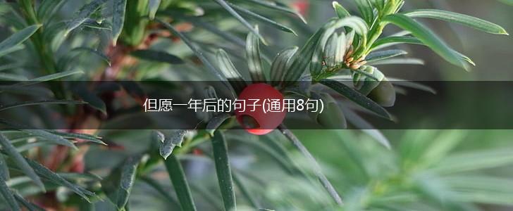但愿一年后的句子(通用8句),第1张