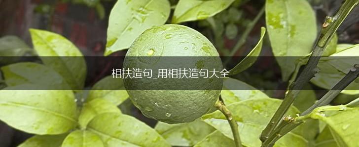 相扶造句_用相扶造句大全,第1张