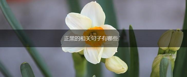 正黑的相关句子有哪些,第1张
