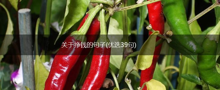 关于挣钱的句子(优选39句),第1张