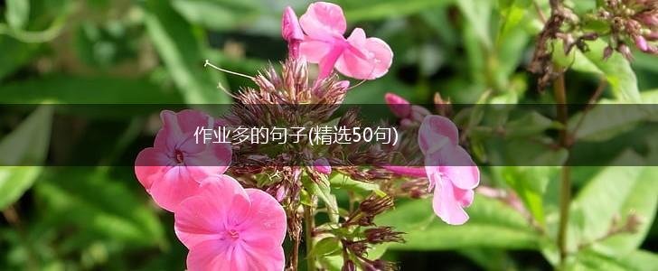 作业多的句子(精选50句),第1张