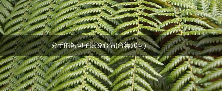 分手的短句子说说心情(合集50句),第1张