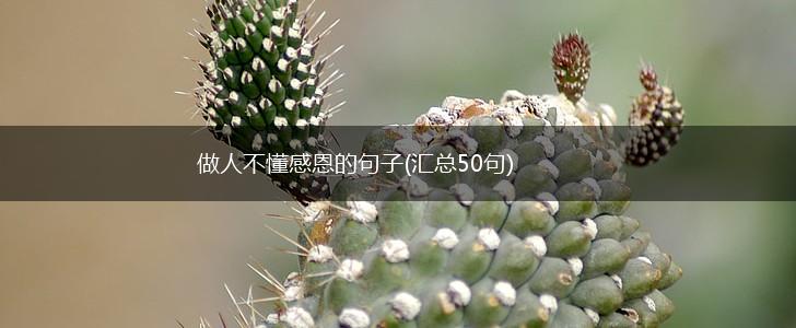 做人不懂感恩的句子(汇总50句),第1张