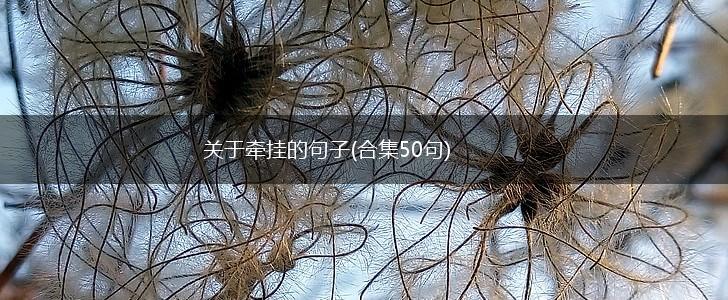 关于牵挂的句子(合集50句),第1张