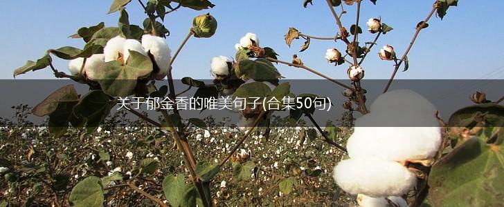 关于郁金香的唯美句子(合集50句),第1张