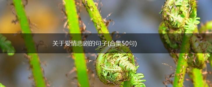 关于爱情悲剧的句子(合集50句),第1张