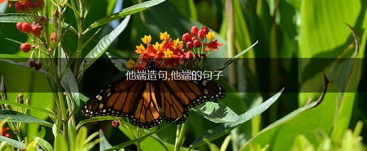 他端造句,他端的句子,第1张