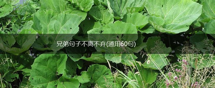 兄弟句子不离不弃(通用60句),第1张