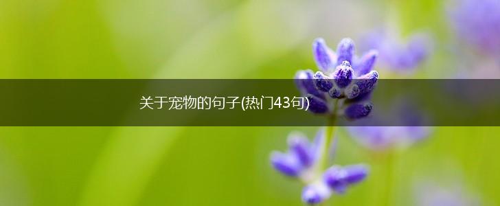 关于宠物的句子(热门43句),第1张