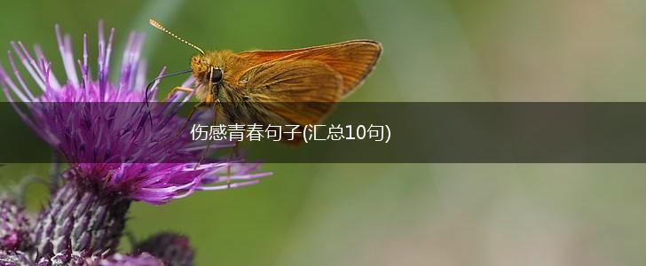 伤感青春句子(汇总10句),第1张
