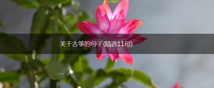 关于古筝的句子(精选11句),第1张