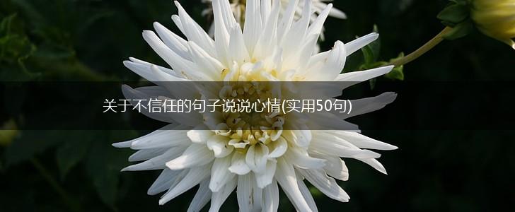 关于不信任的句子说说心情(实用50句),第1张